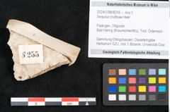 Foto (Objekt + Etikett) von Sequoia couttsiae Heer (NHMW-GEO-2024-0188-8255)